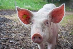 Casting Essonne : personne capable d'imiter le cri d'un cochon pour une série